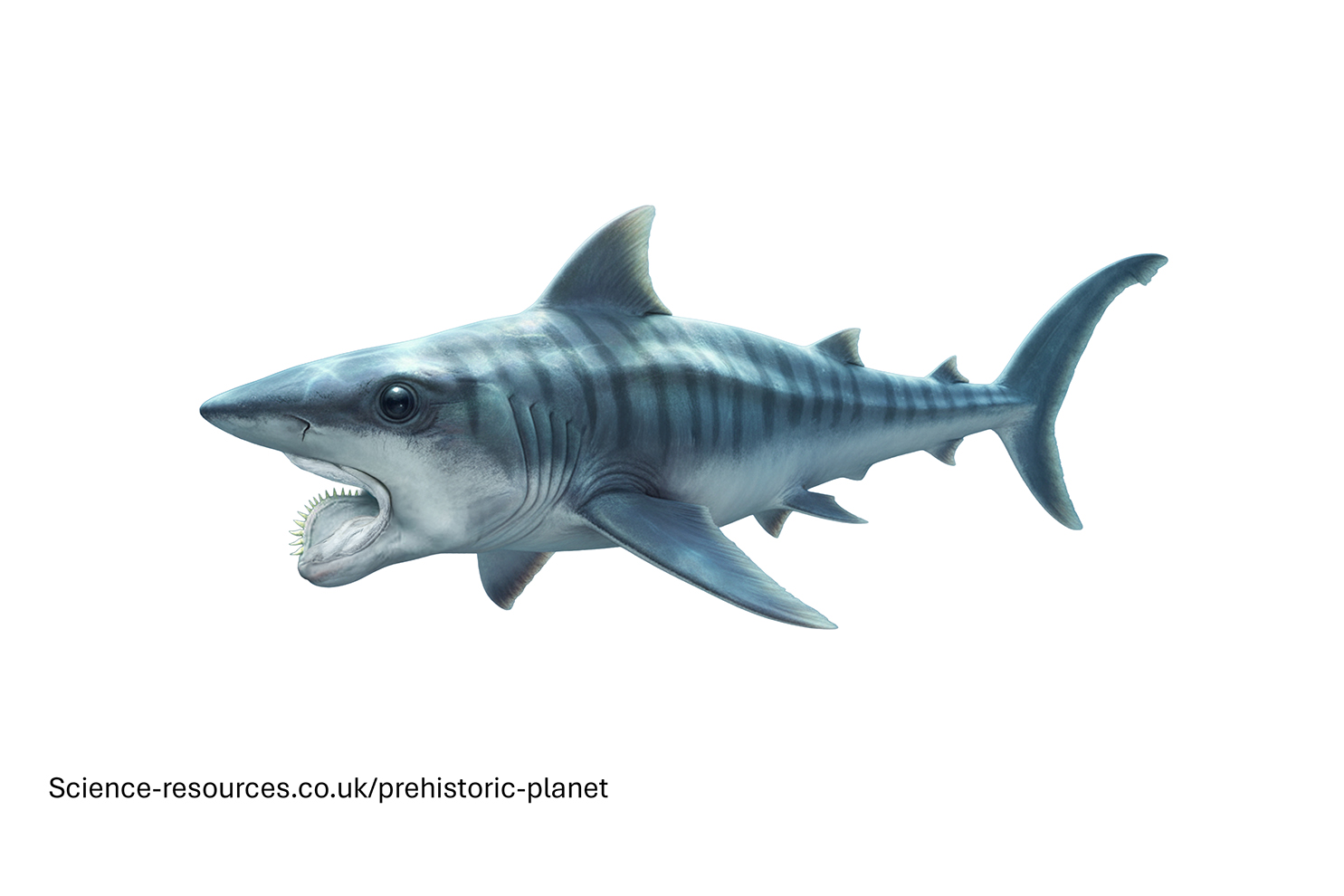 Helicoprion transparent A photo realistic image of a Helicoprion on a white background
