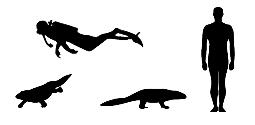 Ichthyostega size Ichthyostega size compared to an adult human.