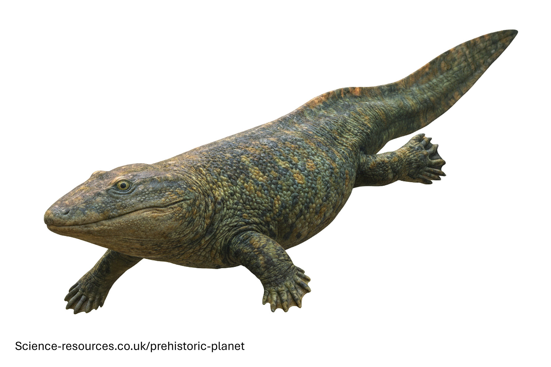 Ichthyostega transparent A photo realistic image of an Ichthyostega on a white background