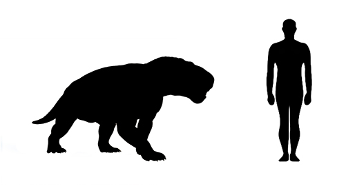 Inostrancevia size compared to an adult human.