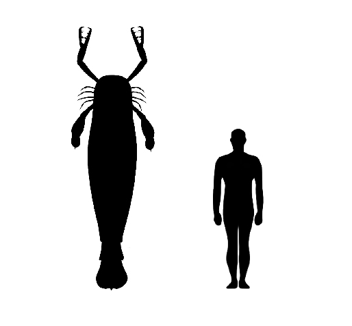 Jaekelopterus size compared to an adult human.