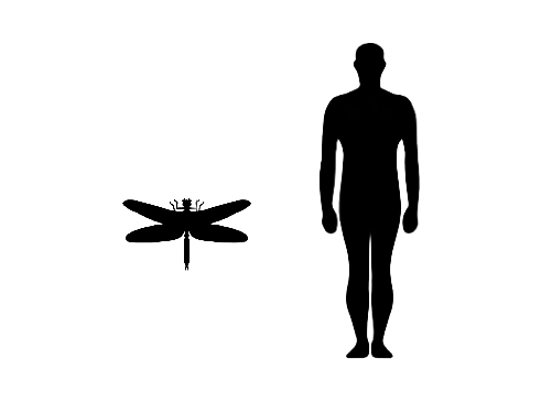 Meganeura size Meganeura size compared to an adult human.