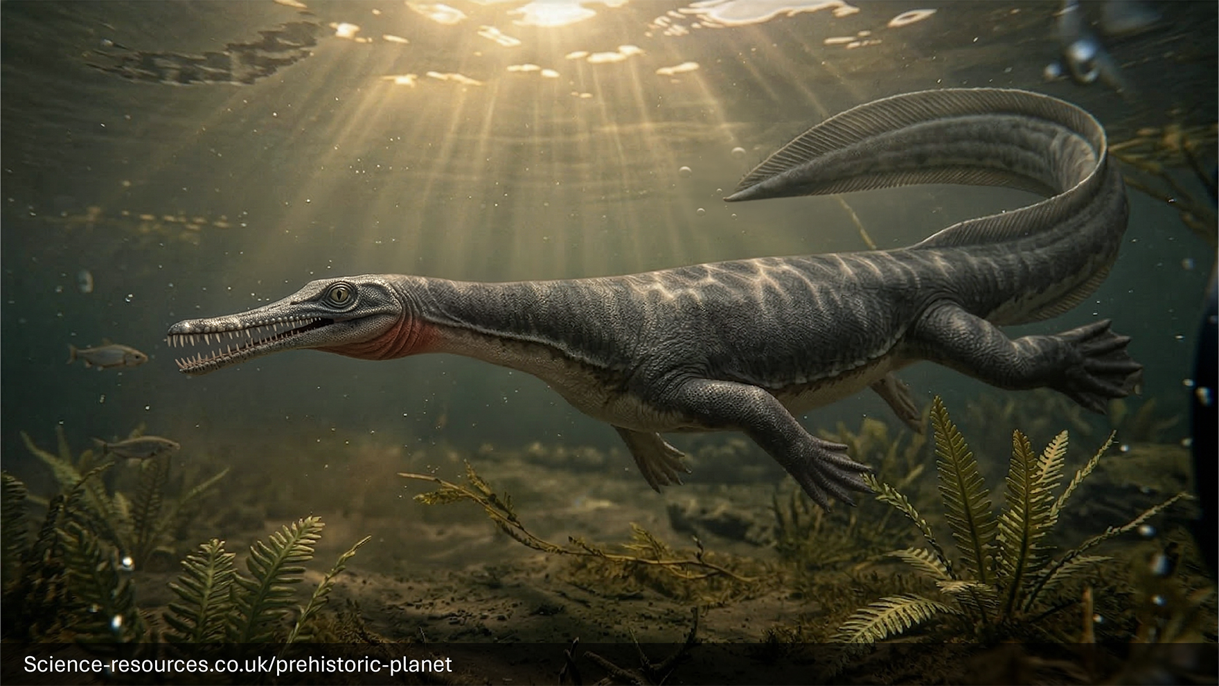 A realistic depiction of a Mesosaurus swimming in an early Permian fresh water lake. Mesosaurus depicted with a paddle-like tail.