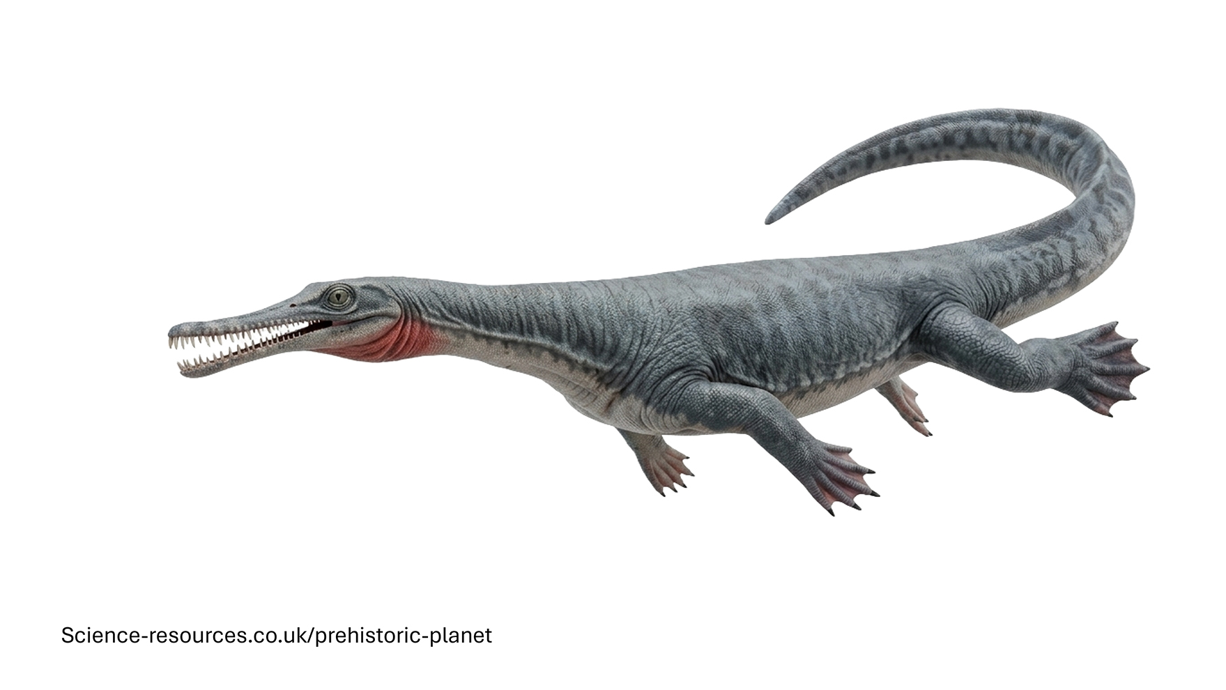 A photo realistic 3D model of a swimming Mesosaurus on a white background.