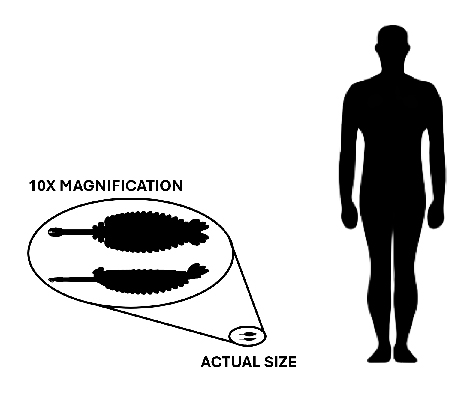 Opabinia compared to an adult human.