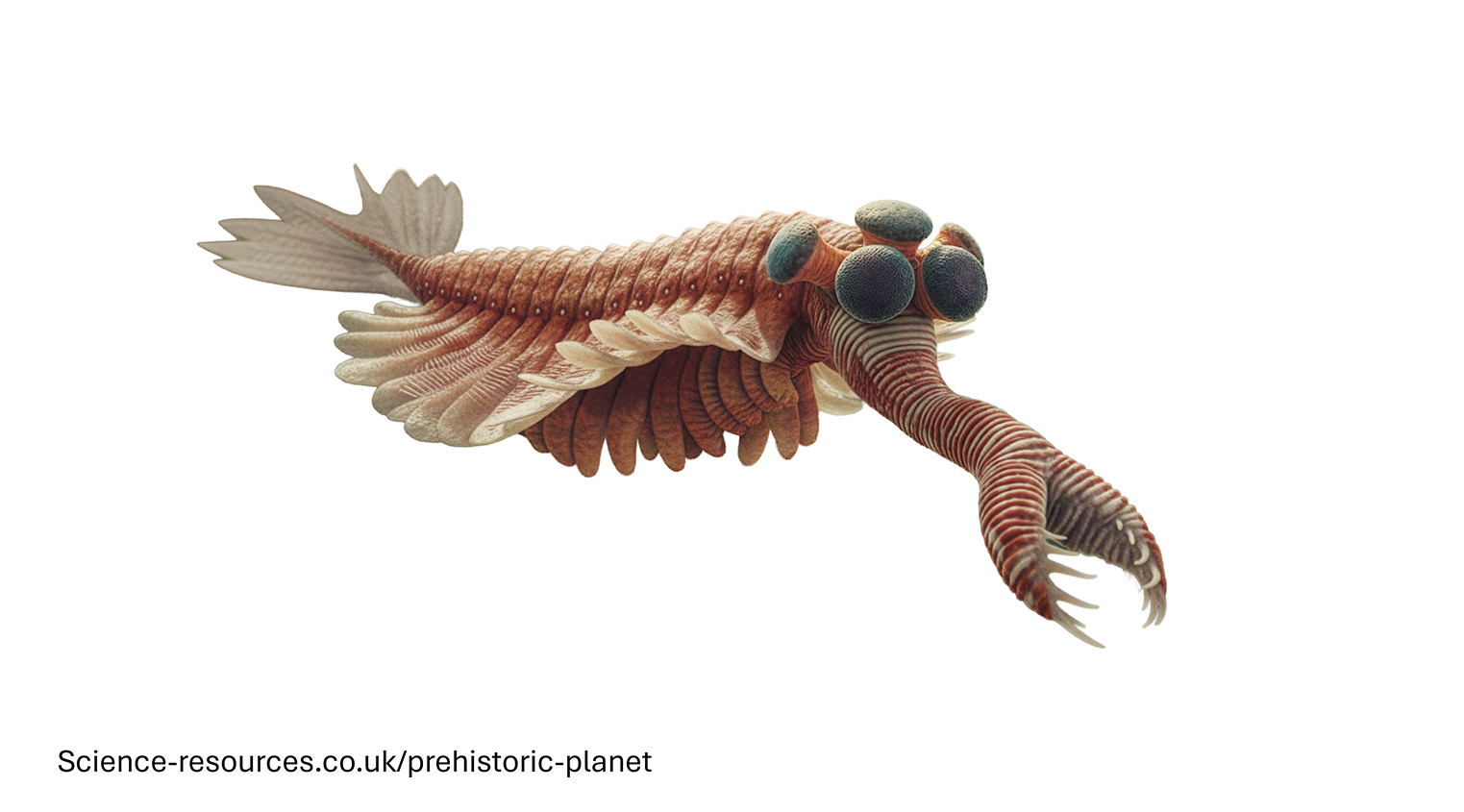 A photo realistic image of an Opabinia on a white background