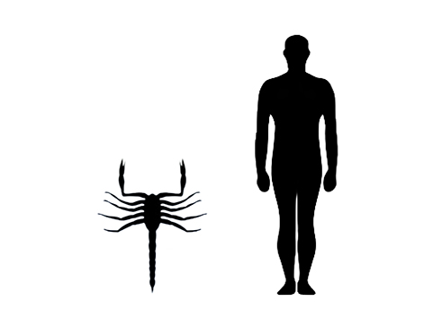 Pulmonoscorpius size Pulmonoscorpius size compared to an adult human.