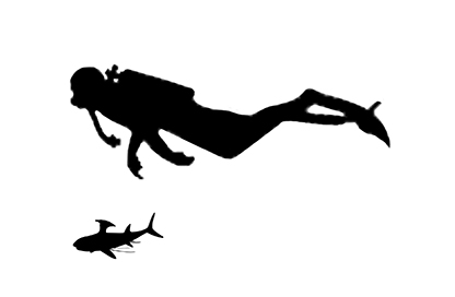 Helicoprion size Helicoprion size compared to an adult human.