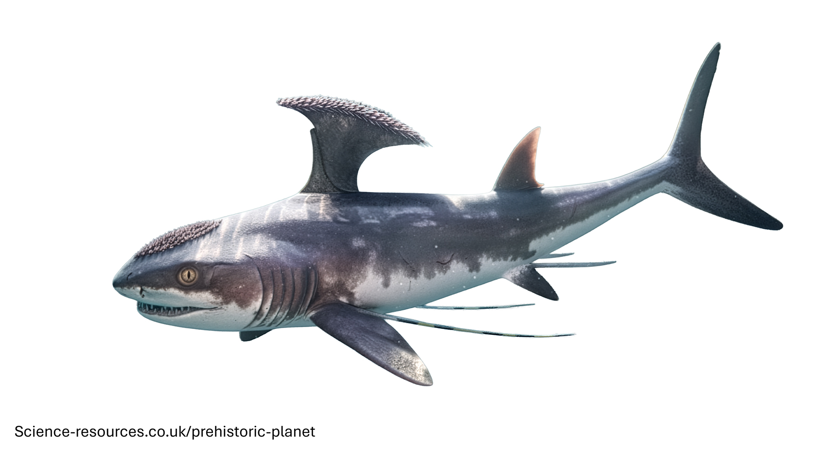 Stethacanthus transparent A photo realistic image of a Stethacanthus on a white background