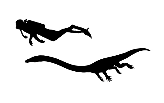 Tanystropheus size Tanystropheus size compared to an adult human.