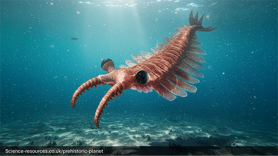 Anomalocaris