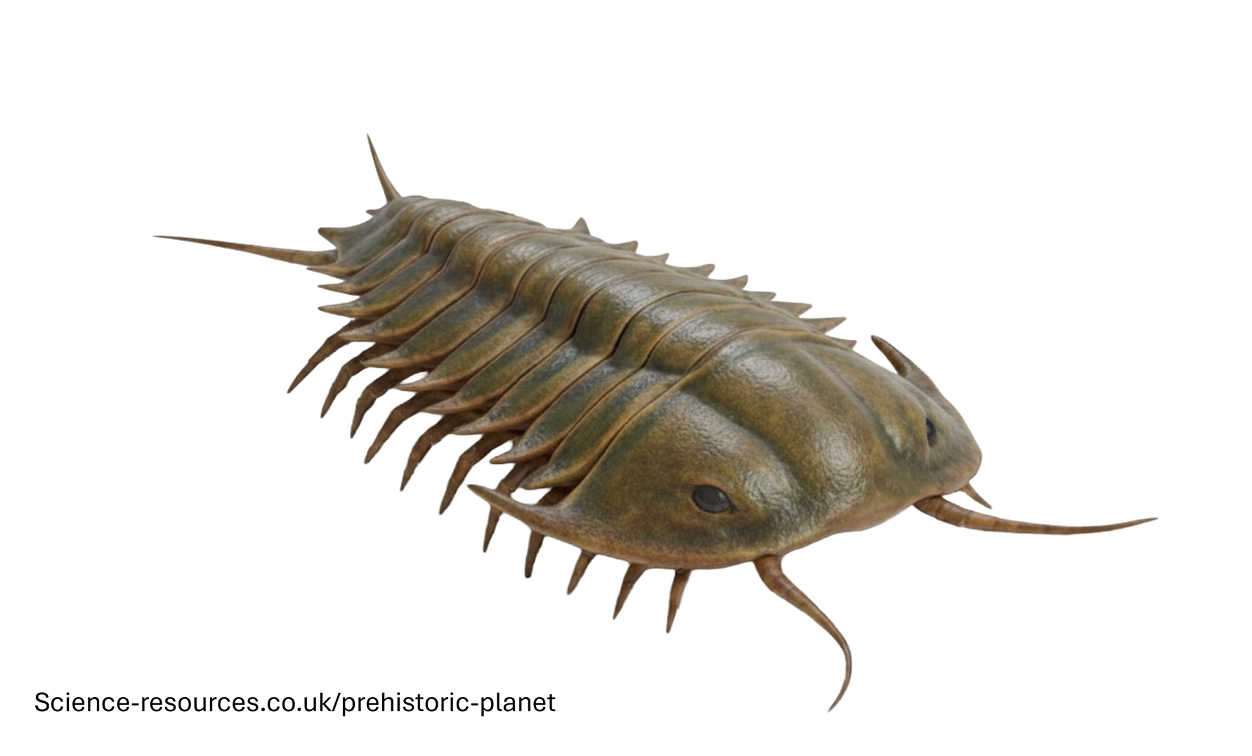 A photo realistic image of an Trilobite on a white background