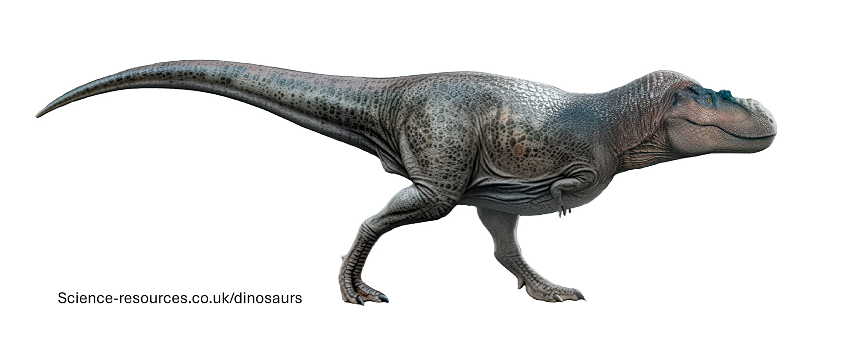 A realistic rendering of an Albertosaurus dinosaur on a white background