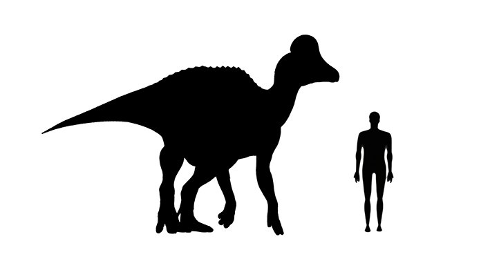 Corythosaurus size Corythosaurus size compared to an average adult human.