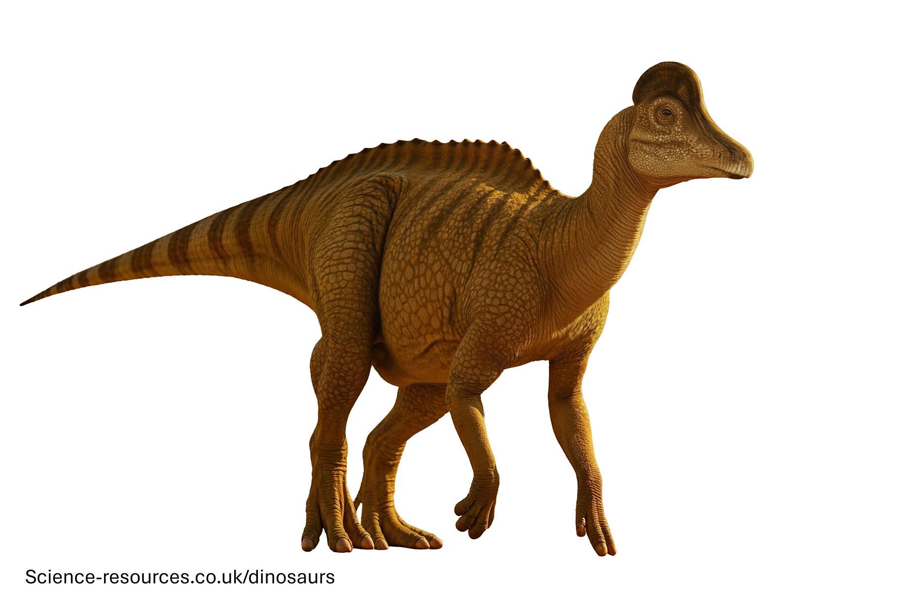 Corythosaurus transparent A realistic render of a Corythosaurus Dinosaur on a plain white background.