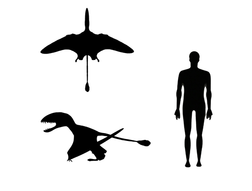 Dimorphodon size Dimorphodon size compared to a human adult.