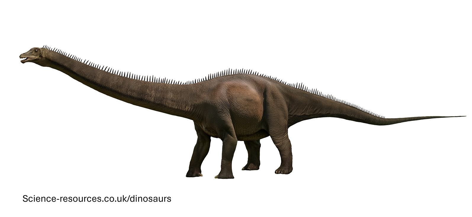 Science resources co uk Dinosaur Facts Sauropod Dinosaurs