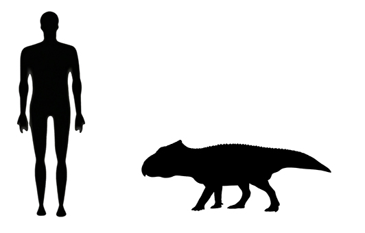 Ferrisaurus size mage showing a size comparison between an adult Ferrisaurus dinosaur (right) versus a human adult (left).