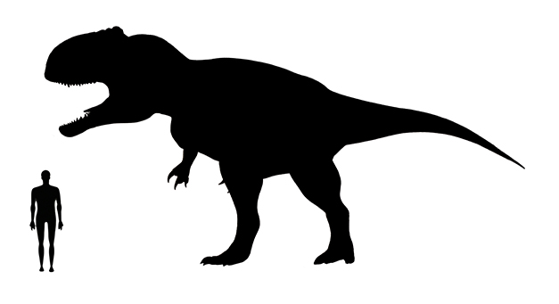 Giganotosaurus size Giganotosaurus size compared to an adult human.