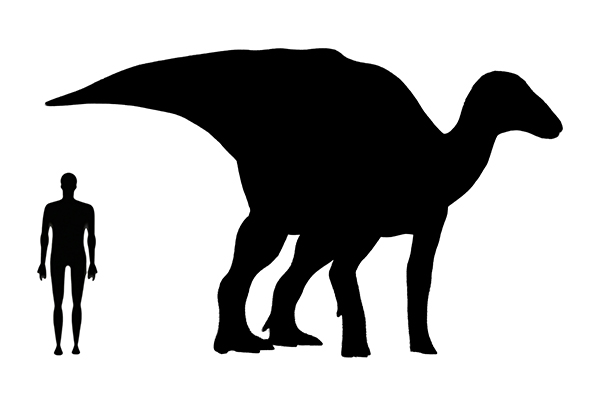 Hadrosaurus Size Hadrosaurus size compared to a human adult.