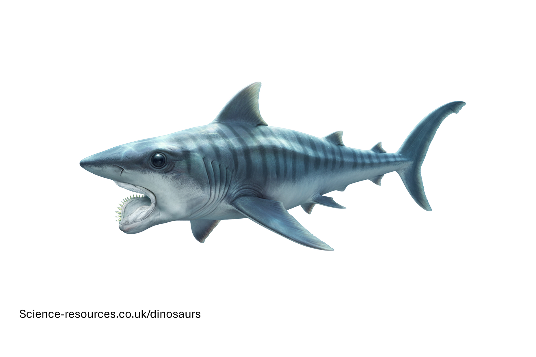 Helicoprion A realistic rendering of an Helicoprion.