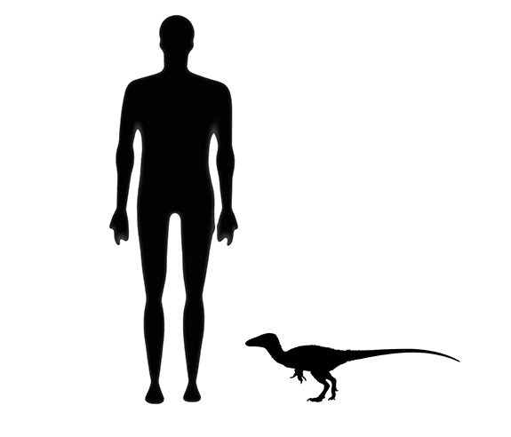 Juravenator size Juravenator size compared to a human adult.