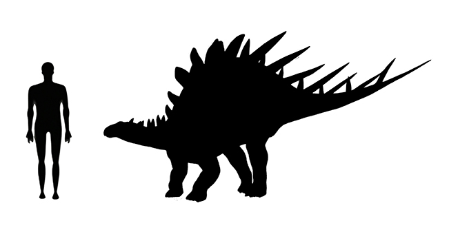 Kentrosaurus Size Image showing a size comparison between an adult Kentrosaurus dinosaur (right) versus a human adult (left).