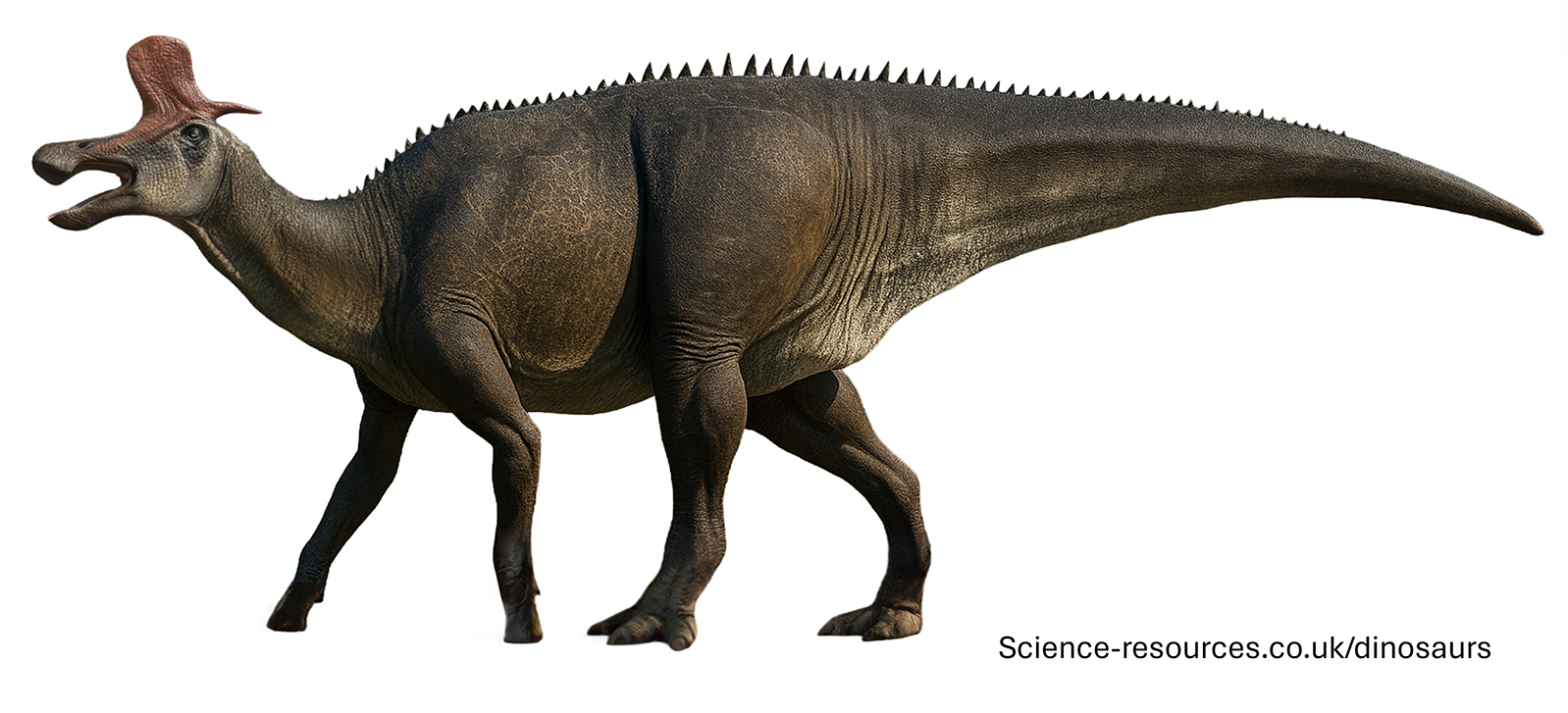 Lambeosaurus transparent A realistic rendering of an Lambeosaurus dinosaur on a white transparent background.