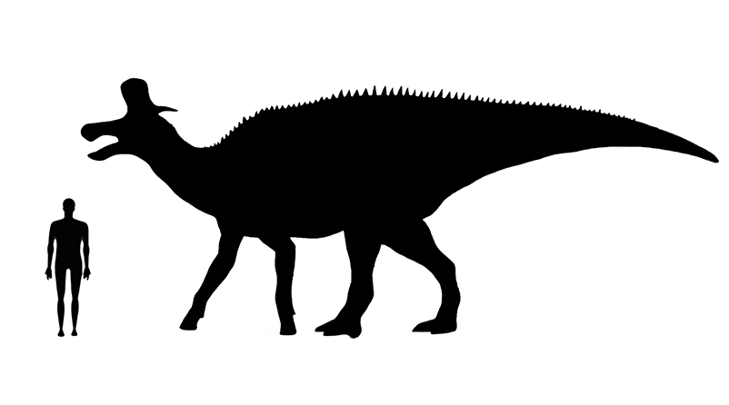 Lambeosaurus Size Lambeosaurus size compared to a human adult.