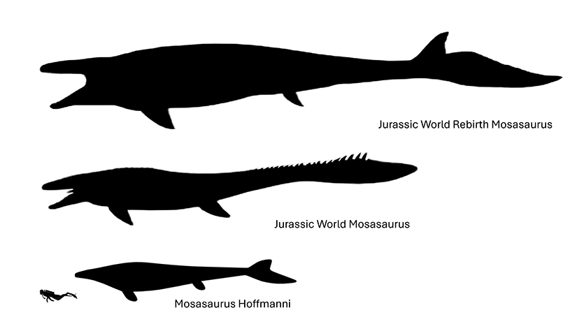 Jurassic World Mosasaurus Size Jurassic World and Jurassic World Rebirth Mosasaurus size compared to an real Mosasaurus.