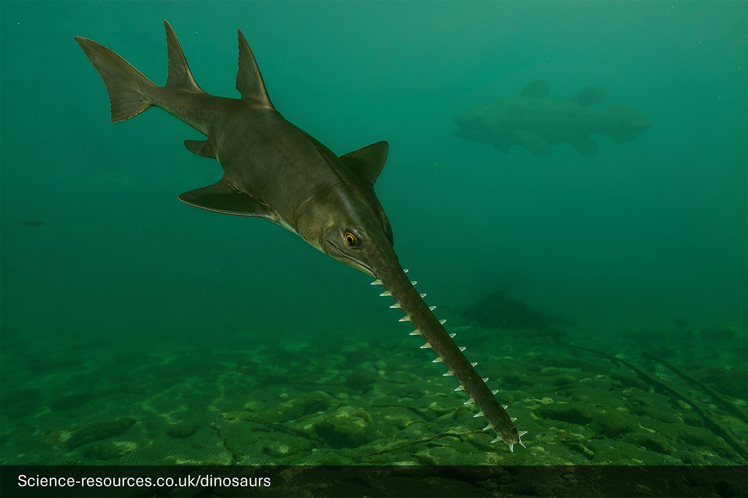 A realistic depiction of an Onchopristis swimming in a prehistoric lake.