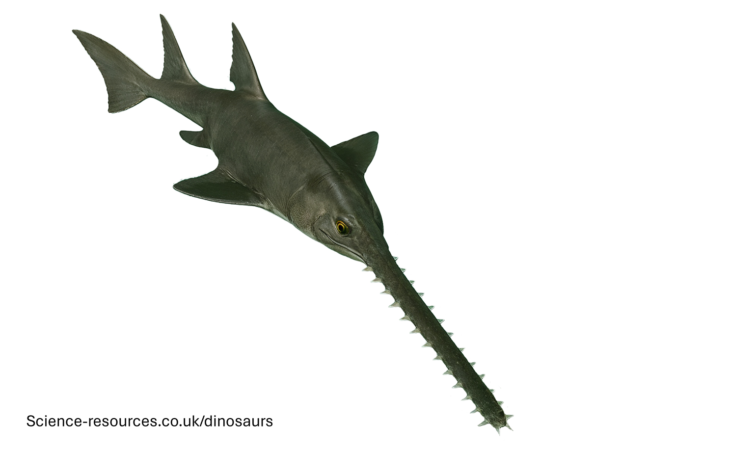 A realistic rendering of an Onchopristis on a white background.