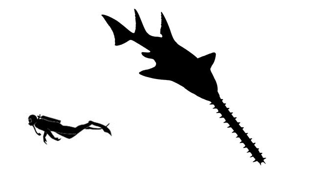 Onchopristis size compared to a human adult.
