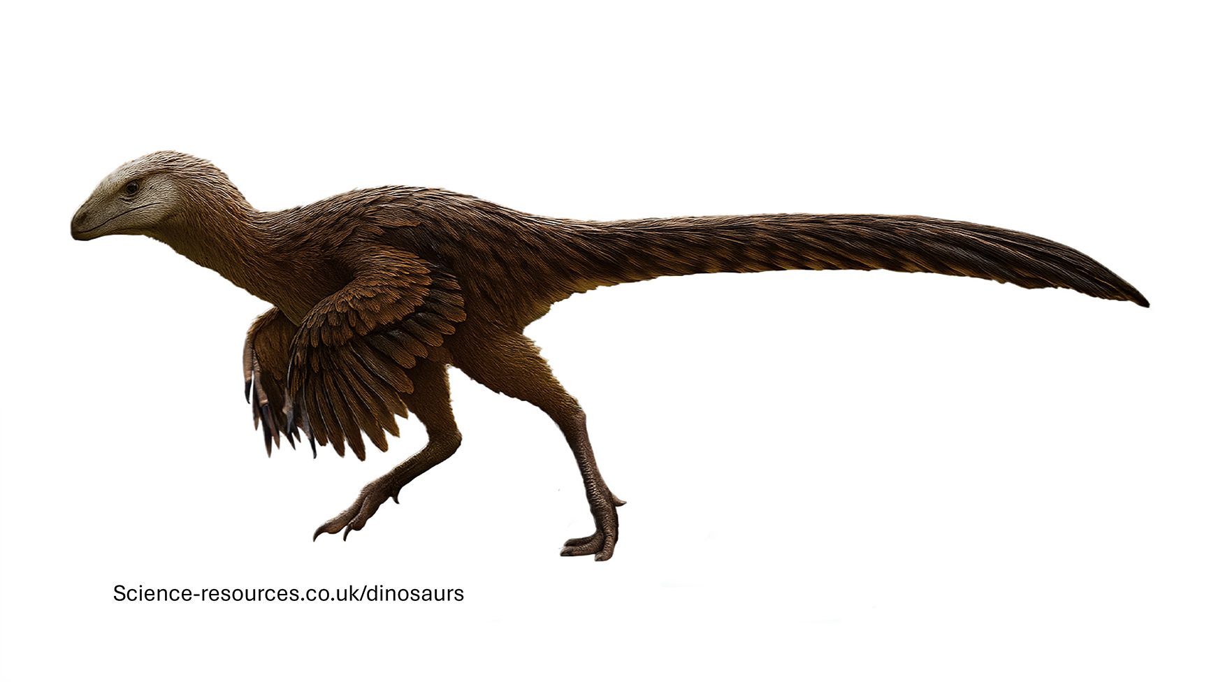 An realistic depiction of a feathered Ornitholestes dinosaur.