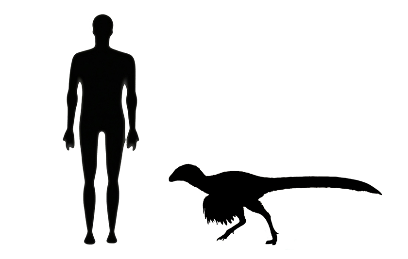 Ornitholestes size compared to an adult human.