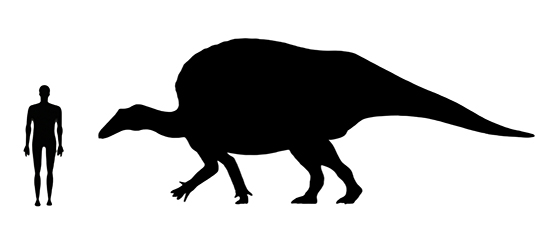 Ouranosaurus size compared to a human adult.