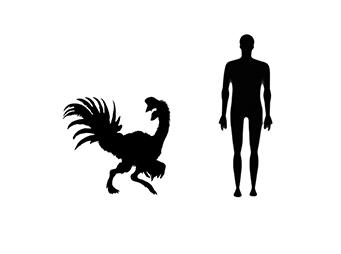 Image showing a size comparison between an adult Oviraptor dinosaur (left) versus a human adult (right).