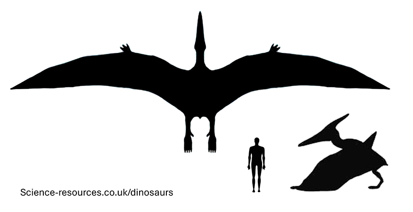 Jurassic Park Pteranodon size Jurassic Park Pteranodon size compared to an adult human.