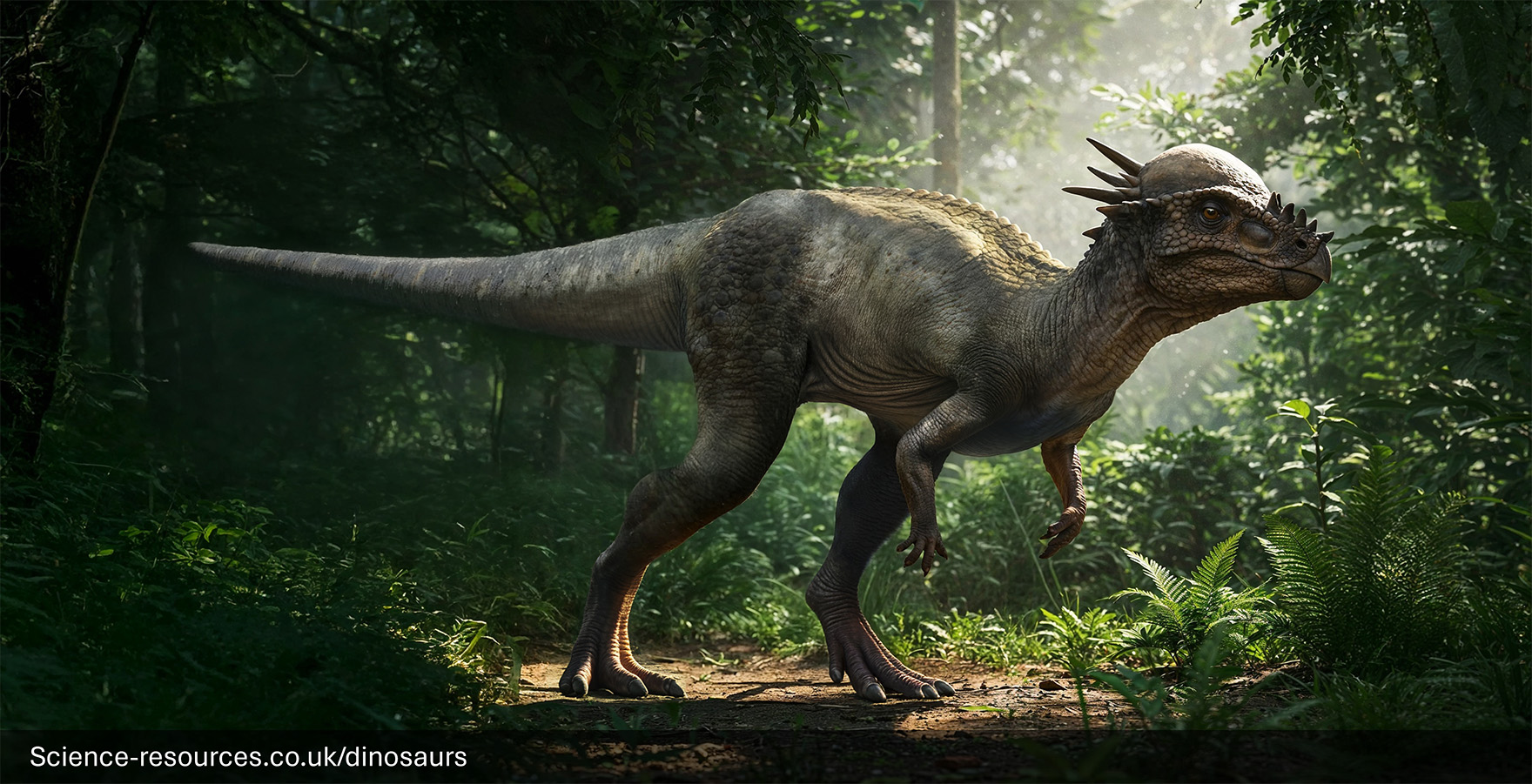 Science resources co uk Dinosaurs Pachycephalosaurus Science resources co uk Dinosaurs Pachycephalosaurus