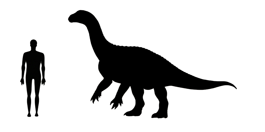 Plateosaurus size Plateosaurus size compared to an adult human.
