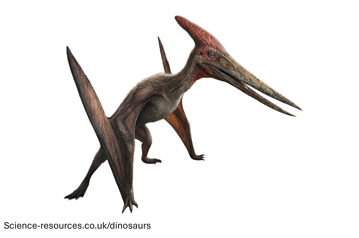 A life-like illustration of a Pteranodon walking. The Pteranodon is using its strong limbs to move on the ground with itswings folded in. On a white / transparent background.