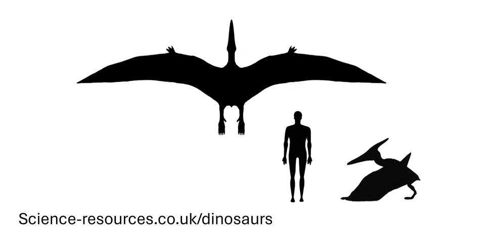 Actual Pteranodon size Actual Pteranodon size compared to an adult human.