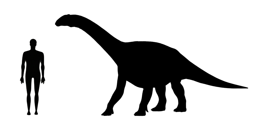 Riojasaurus size compared to an adult human.