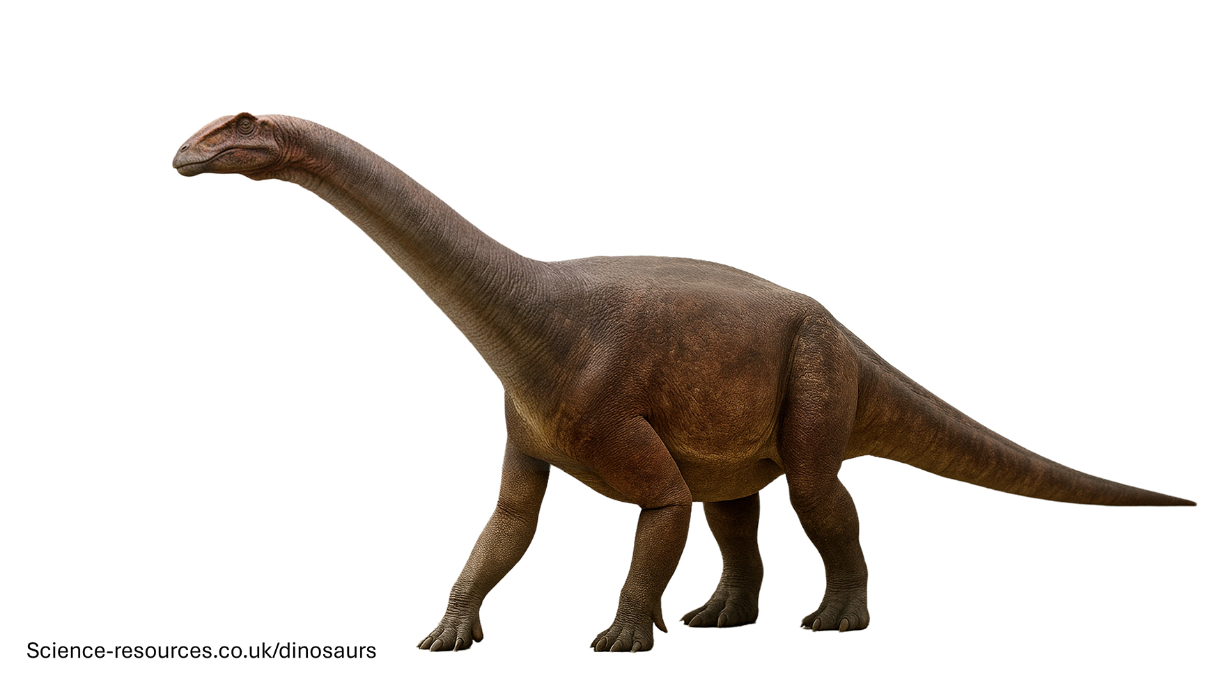 Realistic rendering of a Riojasaurus dinosaur on a white background.