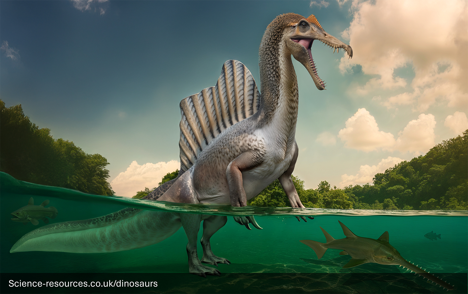 A photorealistic image depicting a modern (2025) 'semi-aquatic' feathered Spinosaurus hunting an Onchopristis in a shallow prehistoric lake.
