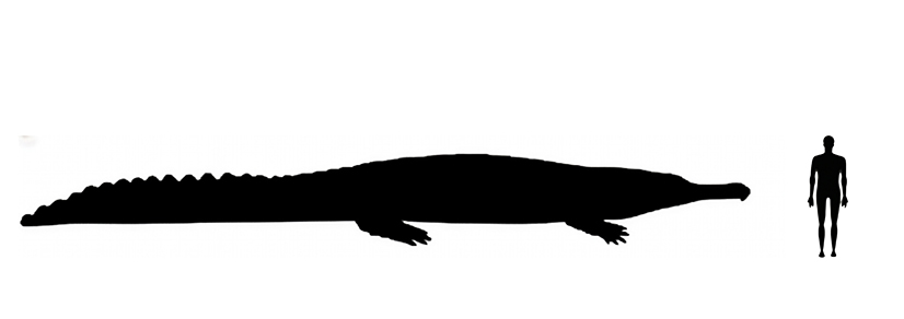 Sarcosuchus size compared to a human adult.