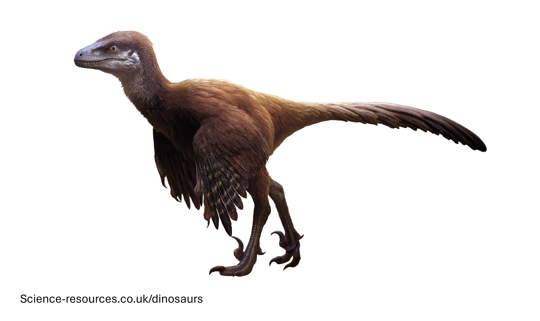 An realistic depiction of a feathered Sinornithosaurus dinosaur.