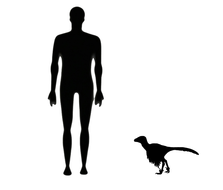 Sinornithosaurus size compared to an adult human.