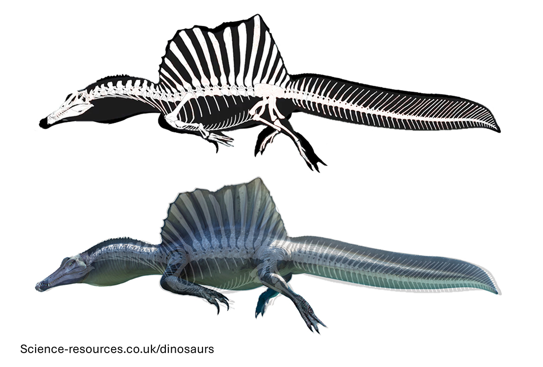 Image shwing a Spinosaurus skeleton