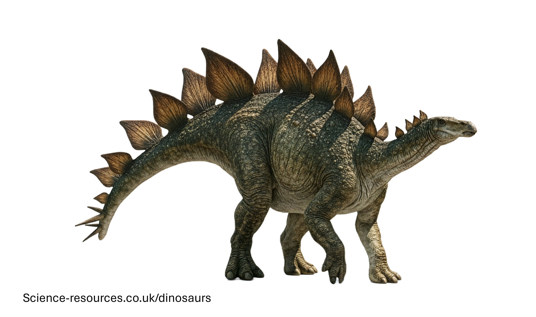 Stegosaurus A realistic image of a Stegosaurus dinosaur.